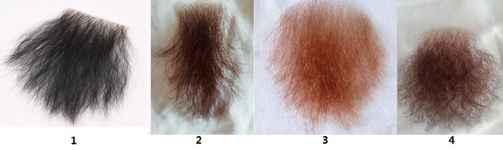 pubic hair