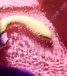 Secwell - Flicking Dual Vibrator photo-13