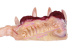 FAAK - Soul Embracer Masturbator - Flesh/Red photo-2