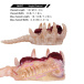 FAAK - Soul Embracer Masturbator - Flesh/Red photo-13
