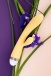 Flovetta - Aster 兔子震動棒 - 黃色 照片-7