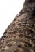 XLover - Realistic Penis Extender - Black photo-8